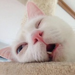 miauz