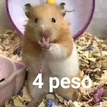 wyn_rs