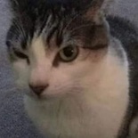 el_cochinote