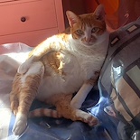 mincho