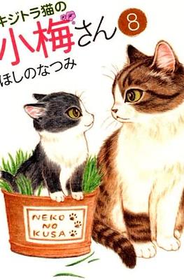 キジトラ猫の小梅さん 虎斑猫小梅 (Kijitora Neko no Koume-san) #8