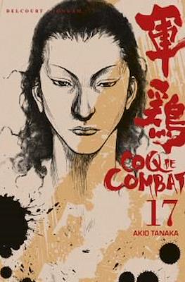 Coq de combat #17
