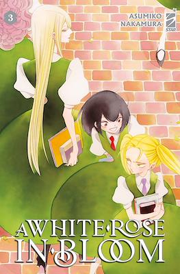 A White Rose in Bloom (Brossurato) #3