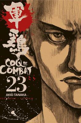 Coq de combat #23